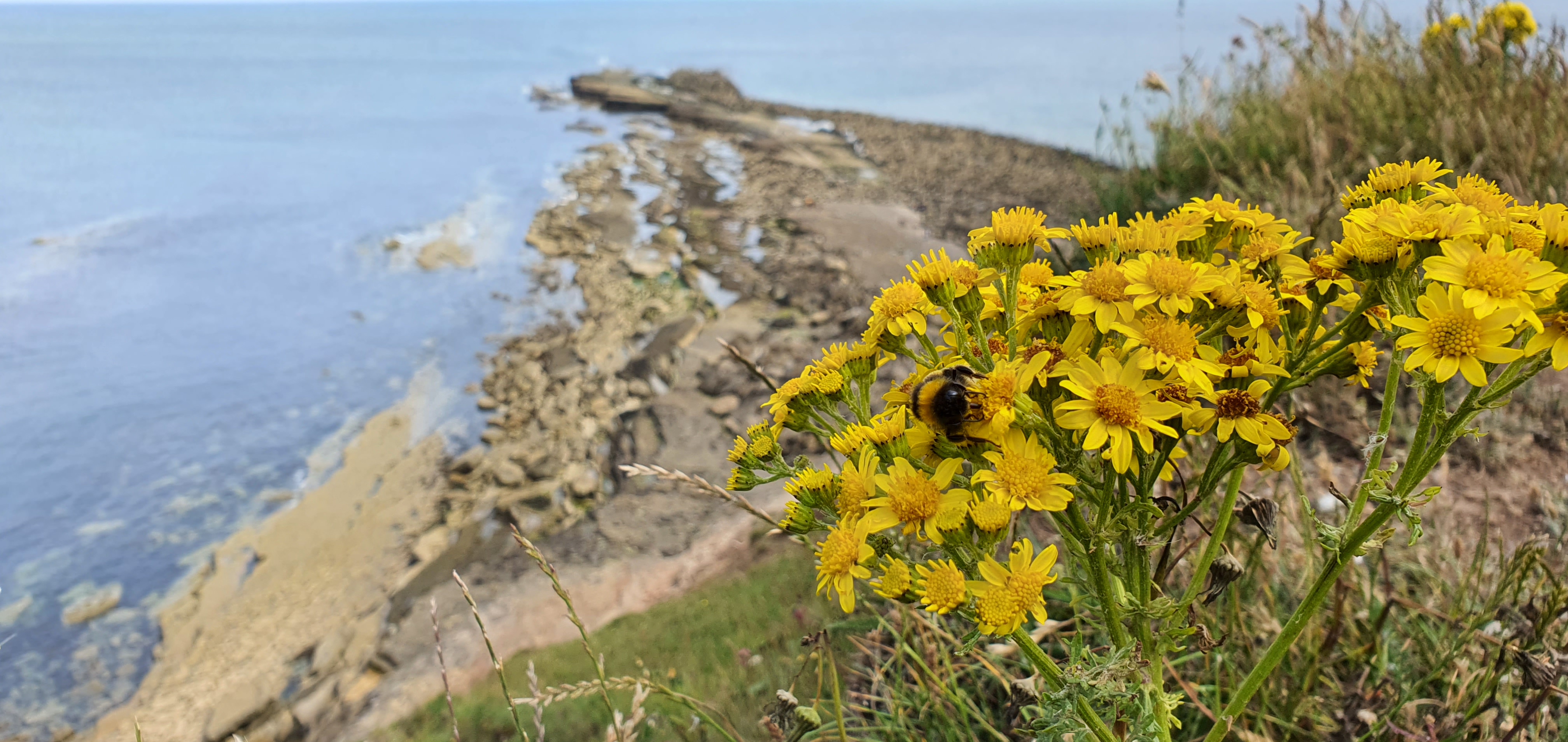 Filey Brigg